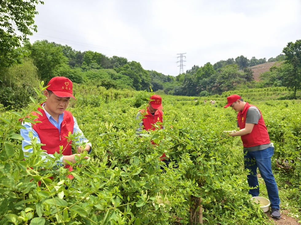 4.市烟草局组织青年党团员开展助农志愿服务活动.jpg