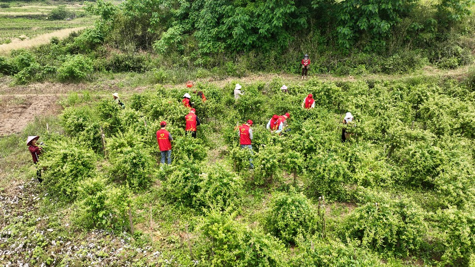 4.市烟草局组织青年党团员开展助农志愿服务活动2.jpg