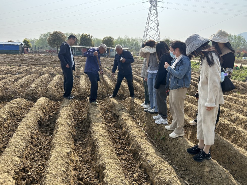 3.市农业农村局团支部开展白姜.jpg